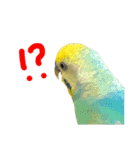 ひまぴー( 'Θ' )（個別スタンプ：6）