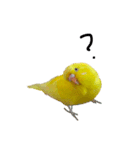 ひまぴー( 'Θ' )（個別スタンプ：11）