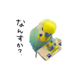 ひまぴー( 'Θ' )（個別スタンプ：12）