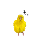 ひまぴー( 'Θ' )（個別スタンプ：15）