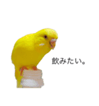 ひまぴー( 'Θ' )（個別スタンプ：17）