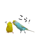 ひまぴー( 'Θ' )（個別スタンプ：23）