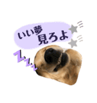 ゴールデンレトリバーカリンさん。その2（個別スタンプ：3）