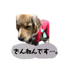 ゴールデンレトリバーカリンさん。その2（個別スタンプ：4）