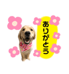ゴールデンレトリバーカリンさん。その2（個別スタンプ：7）