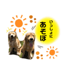 ゴールデンレトリバーカリンさん。その2（個別スタンプ：13）
