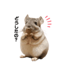 ひぃちゃんず（個別スタンプ：2）