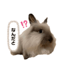 ひぃちゃんず（個別スタンプ：12）