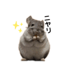 ひぃちゃんず（個別スタンプ：13）
