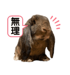 ひぃちゃんず（個別スタンプ：14）