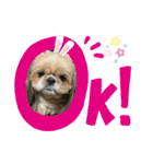 シーズーメッセージスタンプ（個別スタンプ：3）