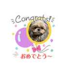シーズーメッセージスタンプ（個別スタンプ：9）