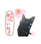 うちの黒猫ミーちゃん（個別スタンプ：1）