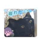 うちの黒猫ミーちゃん（個別スタンプ：21）