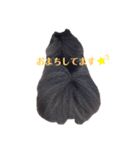 黒ポメ オコメスタンプ（あいさつ）（個別スタンプ：5）