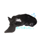 黒ポメ オコメスタンプ（あいさつ）（個別スタンプ：6）