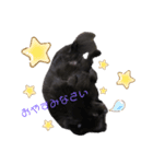 黒ポメ オコメスタンプ（あいさつ）（個別スタンプ：7）