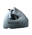 だいずくん(イタグレ)（個別スタンプ：1）