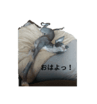だいずくん(イタグレ)（個別スタンプ：4）