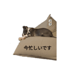 だいずくん(イタグレ)（個別スタンプ：6）