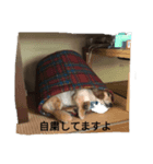 だいずくん(イタグレ)（個別スタンプ：7）