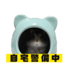 あずきすたんぷ ②（個別スタンプ：1）
