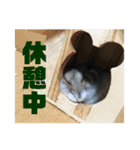 あずきすたんぷ ②（個別スタンプ：3）