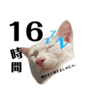白猫neko's〜日常編〜（個別スタンプ：1）