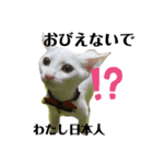 白猫neko's〜日常編〜（個別スタンプ：2）