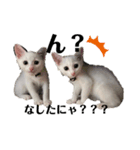 白猫neko's〜日常編〜（個別スタンプ：3）