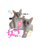 白猫neko's〜日常編〜（個別スタンプ：5）