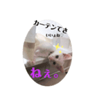 白猫neko's〜日常編〜（個別スタンプ：6）