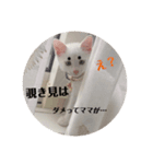 白猫neko's〜日常編〜（個別スタンプ：7）