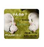 白猫neko's〜日常編〜（個別スタンプ：8）