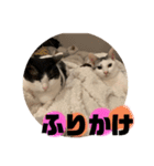 山口家のアニマルズちおちゃん編（個別スタンプ：8）