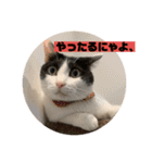 山口家のアニマルズちおちゃん編（個別スタンプ：16）