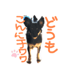 大好きなプチ(チワワ)（個別スタンプ：2）
