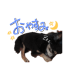 大好きなプチ(チワワ)（個別スタンプ：4）