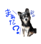 大好きなプチ(チワワ)（個別スタンプ：5）