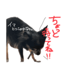 大好きなプチ(チワワ)（個別スタンプ：7）