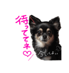 大好きなプチ(チワワ)（個別スタンプ：8）