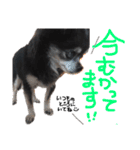 大好きなプチ(チワワ)（個別スタンプ：9）