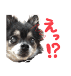 大好きなプチ(チワワ)（個別スタンプ：10）