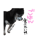 大好きなプチ(チワワ)（個別スタンプ：11）