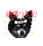 大好きなプチ(チワワ)（個別スタンプ：13）