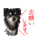 大好きなプチ(チワワ)（個別スタンプ：17）