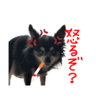 大好きなプチ(チワワ)（個別スタンプ：21）