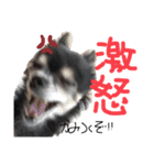 大好きなプチ(チワワ)（個別スタンプ：22）