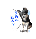 大好きなプチ(チワワ)（個別スタンプ：23）