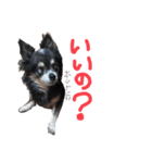 大好きなプチ(チワワ)（個別スタンプ：26）